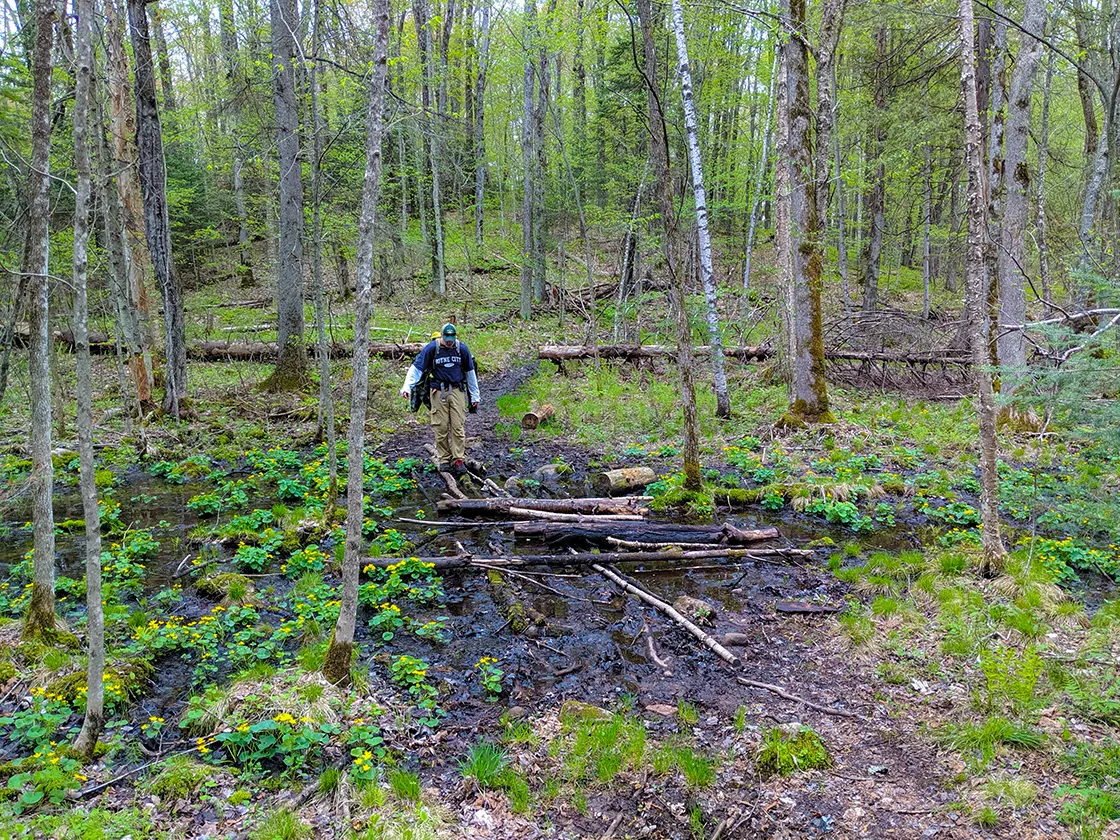 Crossing a mud pit or swampy area on the Ice Age Trail Lake Eleven Segment Crossing a mud pit or swampy area on the Ice Age Trail Lake Eleven Segment