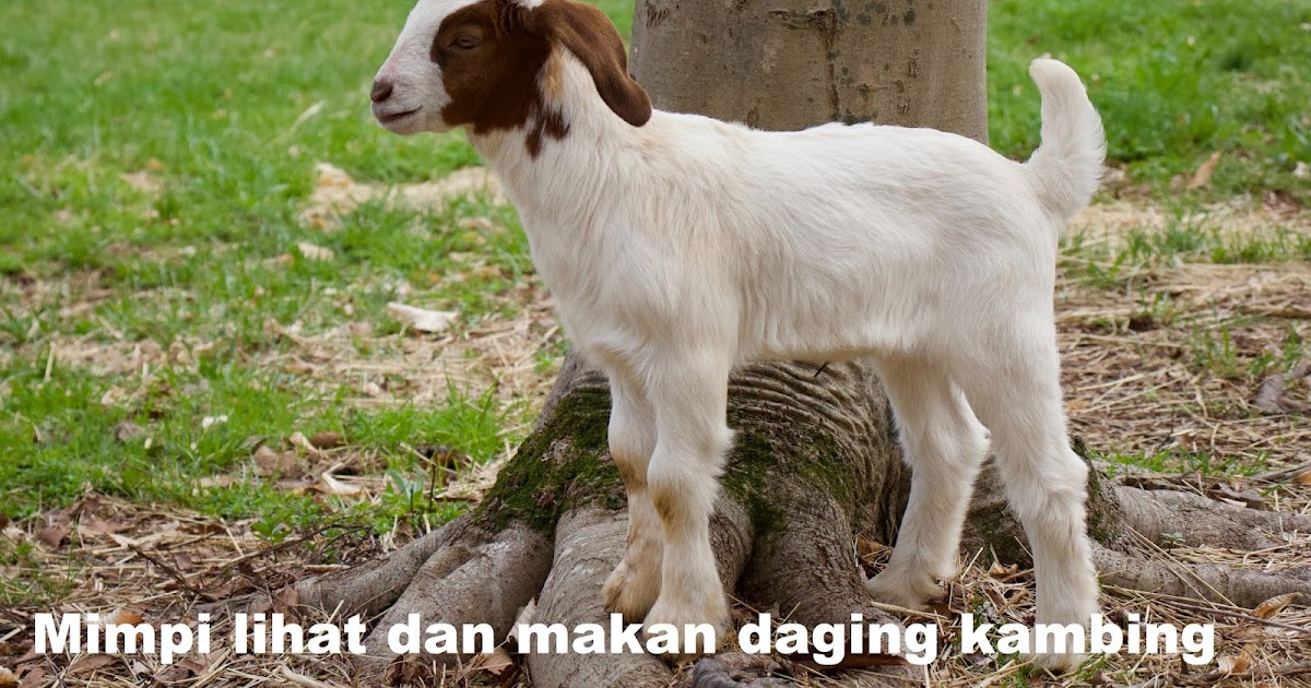 Misteri Dibalik Mimpi Melihat Dan Makan Daging Kambing Menurut Psikolog Dan  Para Ahli Tafsir Mimpi - Tabir Dakwah