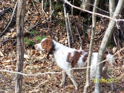 Vermont Bird Hunting Guide Service