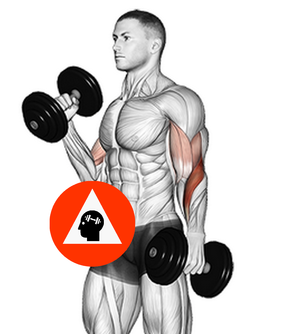Exercices Musculation Biceps