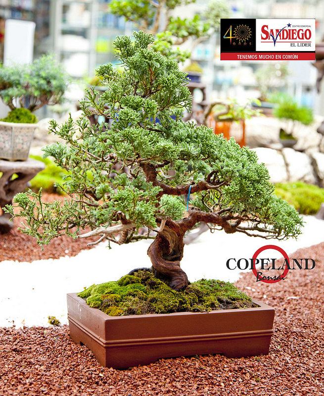 BONSAI COLOMBIA Expo Bonsai Medellin.