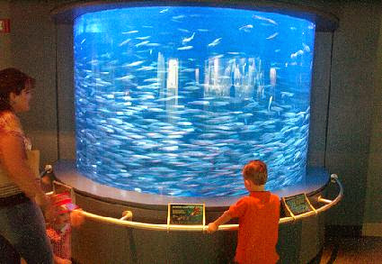 Things to Do in Long Beach, California: Aquarium of the Pacific