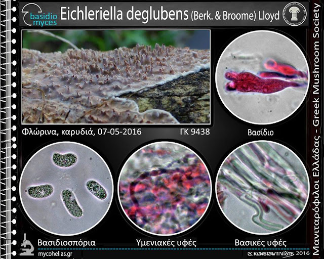 Eichleriella deglubens (Berk. & Broome) Lloyd