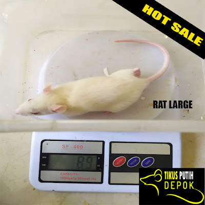 Jual tikus putih depok rat large