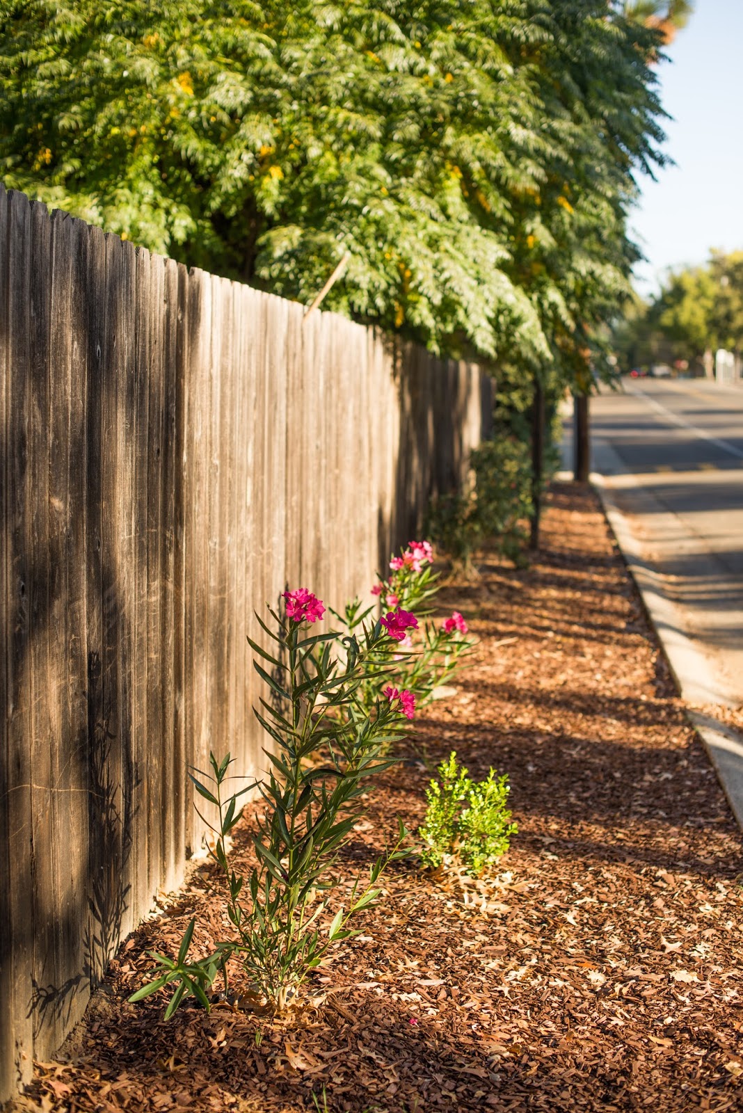 Domestic Fashionista: Updated Front Yard Garden Bed