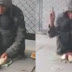 Morador de rua adestra animais e abre mini-circo de ratos trapezistas 