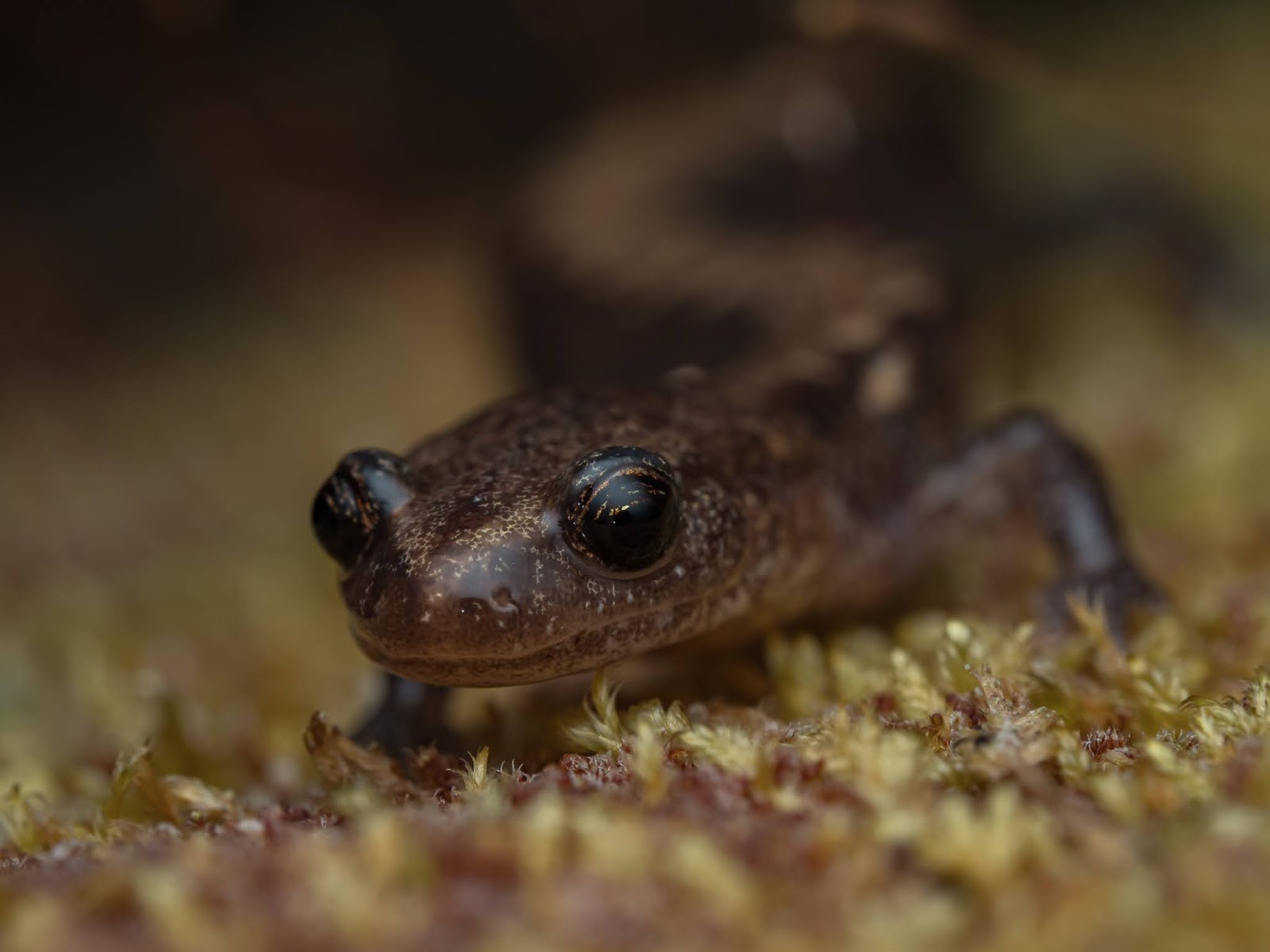 Bugs+Life Three Virginia Salamanders
