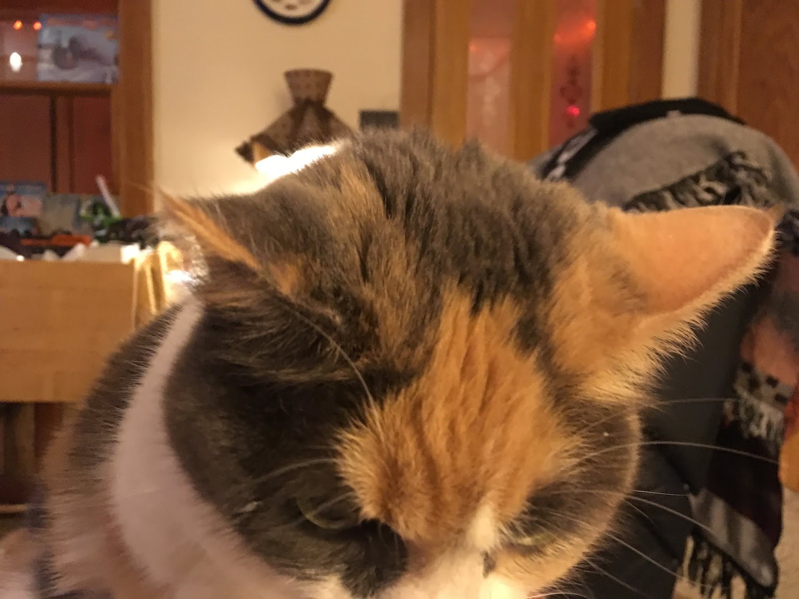 It's all about the cats! Butter kitty