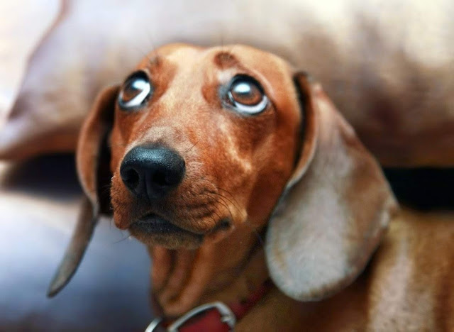 Собаки научились делать «грустные глаза», чтобы манипулировать людьми