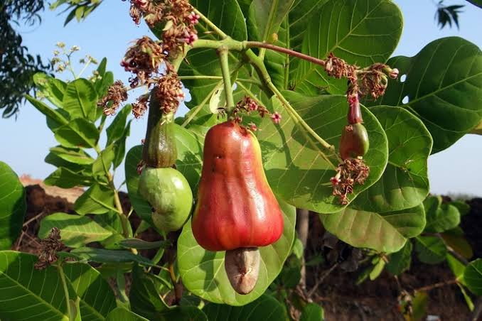 11 Benefits Eating Cashew Fruit For Pregnant Women And Fetus Growth