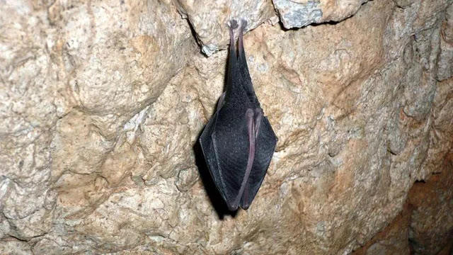 China does state-of-the-art research on coronavirus and closes caves with bats