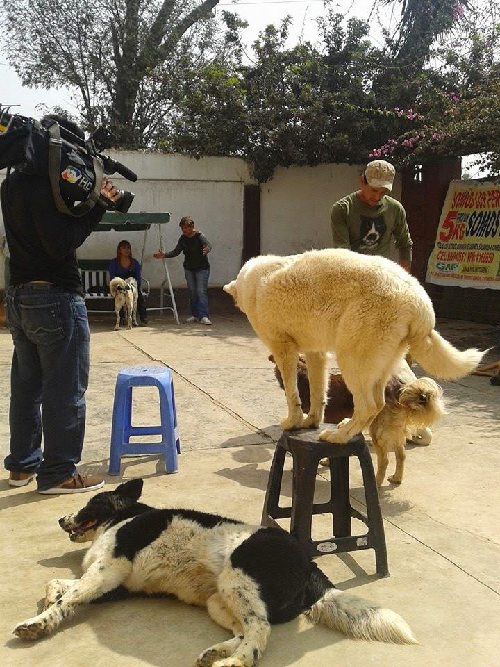 REPORTAJE CANINO