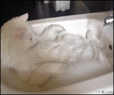 Funny Cat GIF • Funny white cat chilling in his bidet. 'But where is this water coming from'