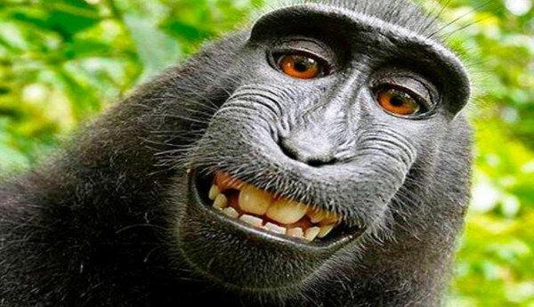 Kumpulan Fakta Indonesia: Yaki si Monyet Hitam Berjambul