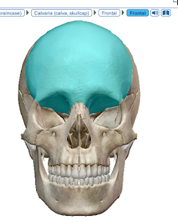 Trắc nghiệm giải phẫu Chương đầu mặt cổ