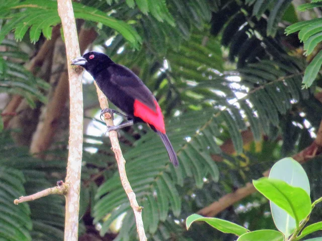 Costa Rica Birds: Scarlet-rumped Tanager