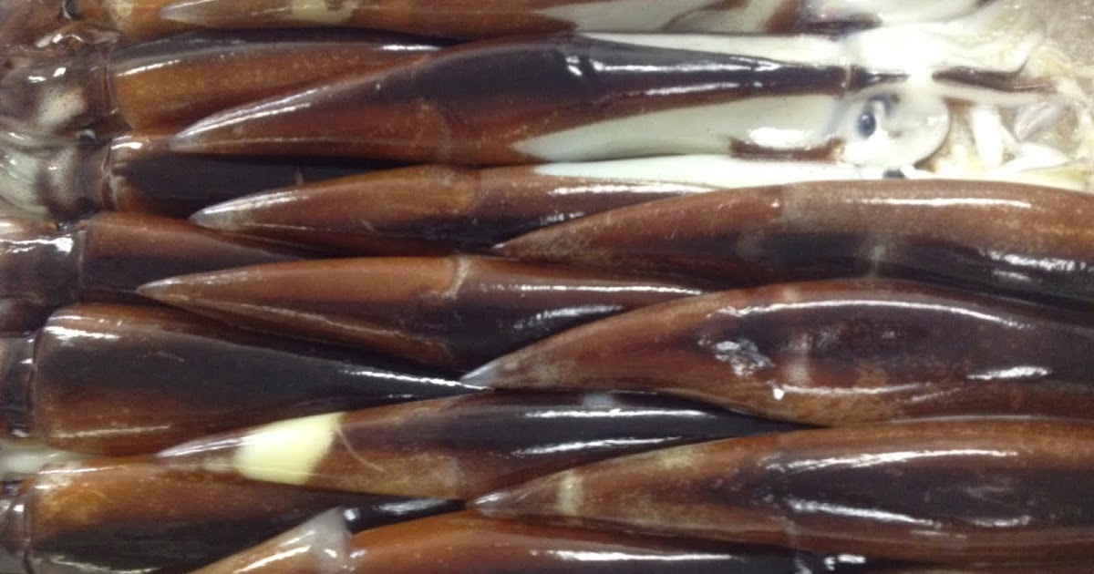 お魚情報サイト スルメイカ