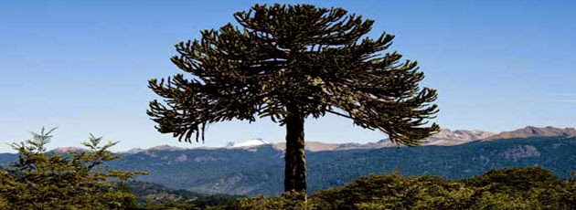 ¿Cómo es la Leyenda del Pehuén? ~ Biblioteca del Mundo
