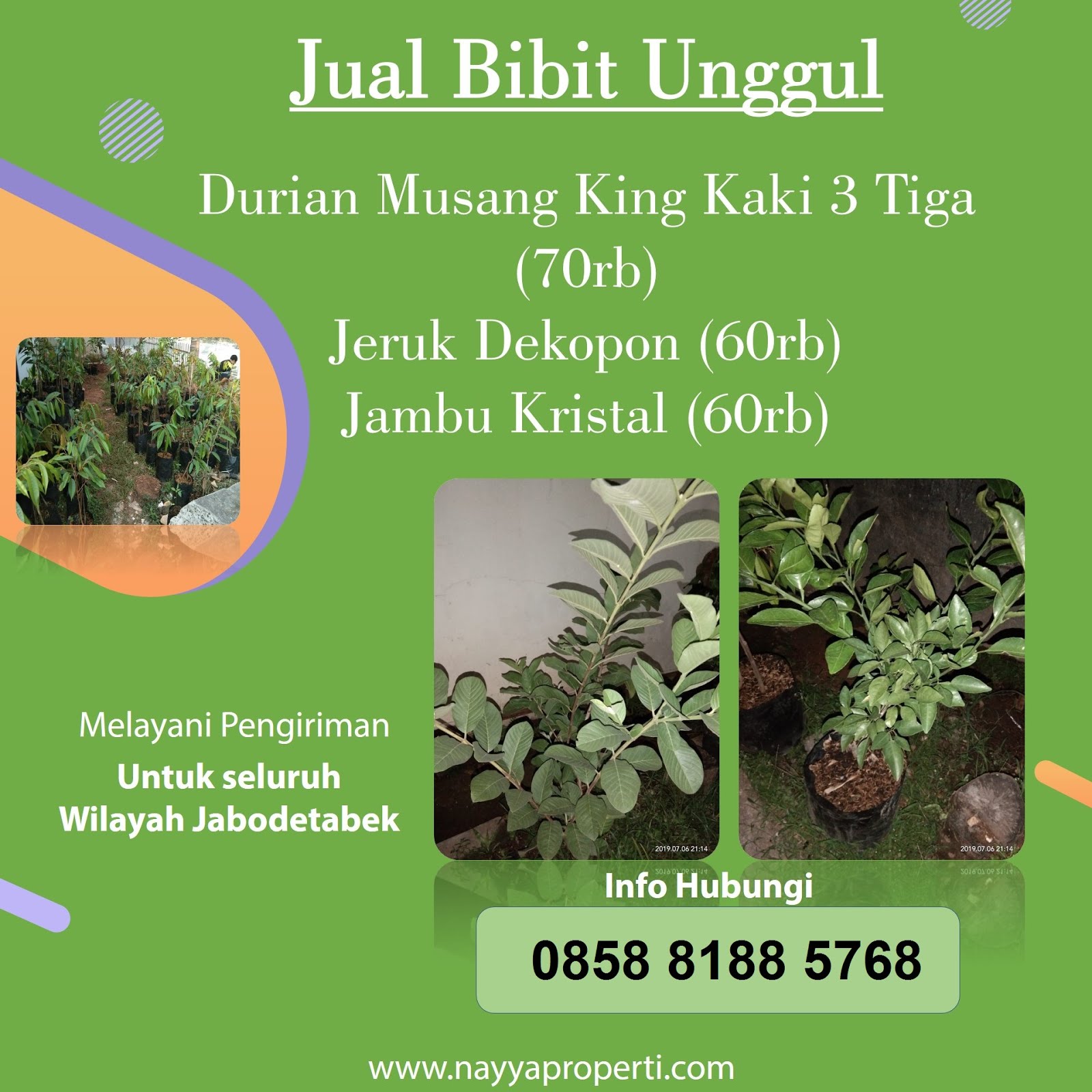 Jual Bibit Unggul Durian Musang King, Jeruk Dekopon, dan Jambu kristal