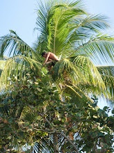 Baracoa jongen in palmboom