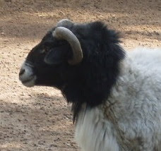 Blackhead Persian Sheep Facts, Weight, Height, Meat & Milk Production