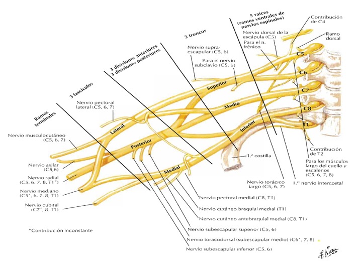 Иннервация кисти схема