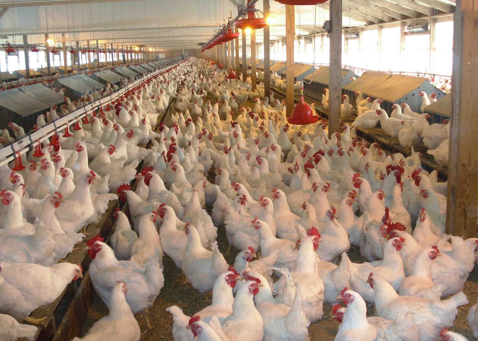start up business plan for poultry farm
