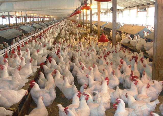 Starting a Poultry Farm for Beginners (Step By Step Guide)
