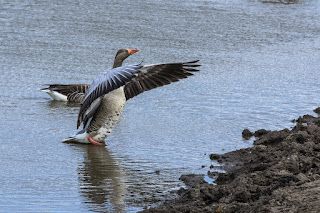 Naturfotografie Wildlifefotografie Lippeaue