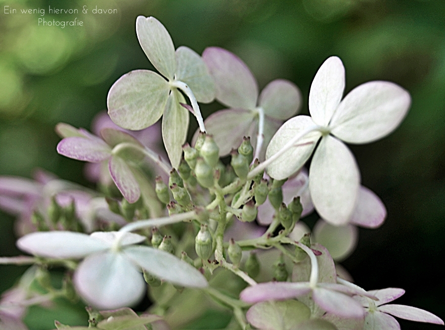 Blog & Fotografie by it's me! | Naturfotografie