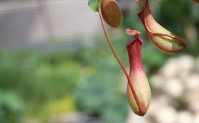 Pitcher Plant