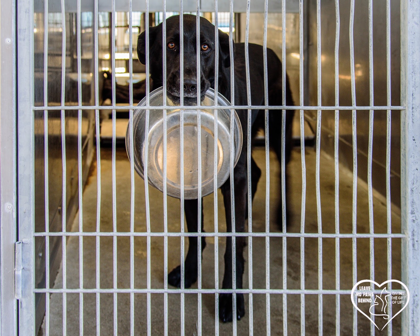 Baldwin Park Shelter Animals Available As Of 312018