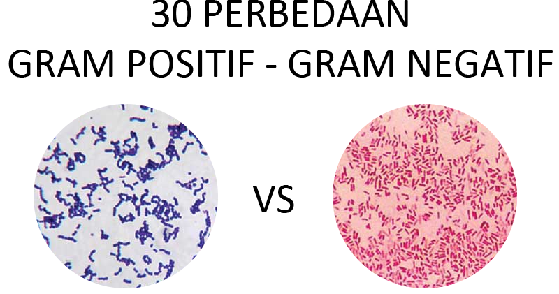 gambar bakteri Gram