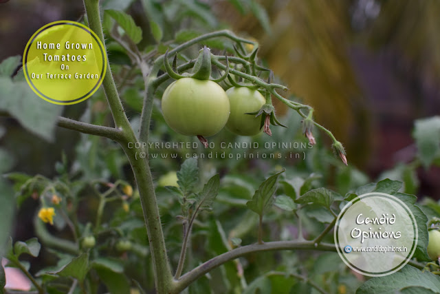 Home-grown Tomatoes (Terrace Gardening)