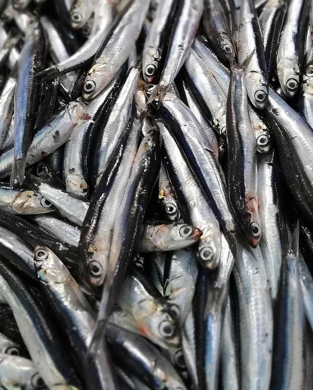 70+ Fish Names in Tamil with Pictures Total Tamil