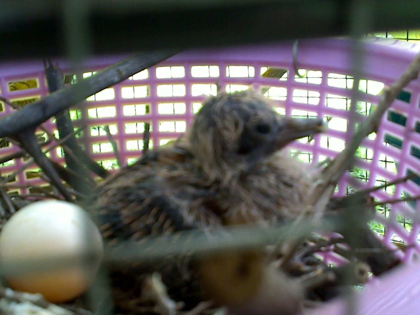 Prettywings Pets: Anak burung Merbuk