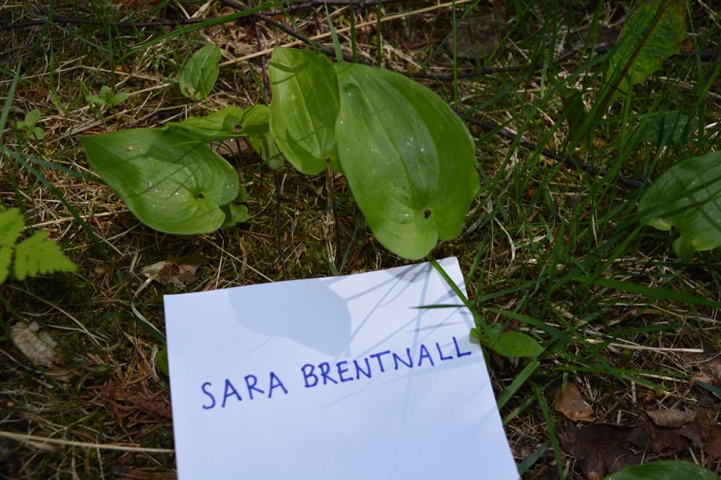 Mustikka Tieteellinen Nimi