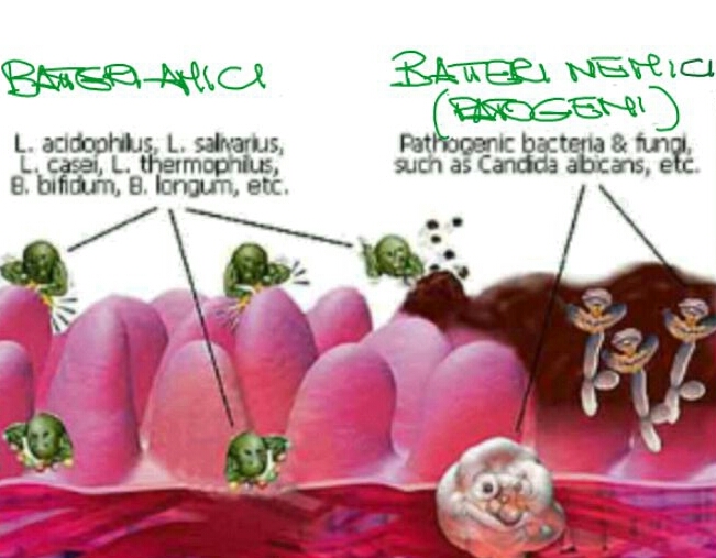 Salute a tutti Cos' è la flora batterica intestinale? Salute a tutti Cos' è la flora batterica intestinale?