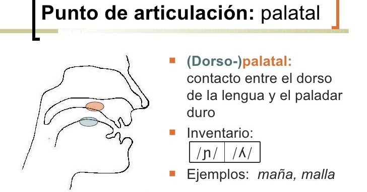 La fonética española 2La lateral palatal sonora /ʎ/