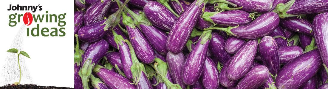 growing-ideas-with-johnny-s-selected-seeds-handy-calculator-to-help