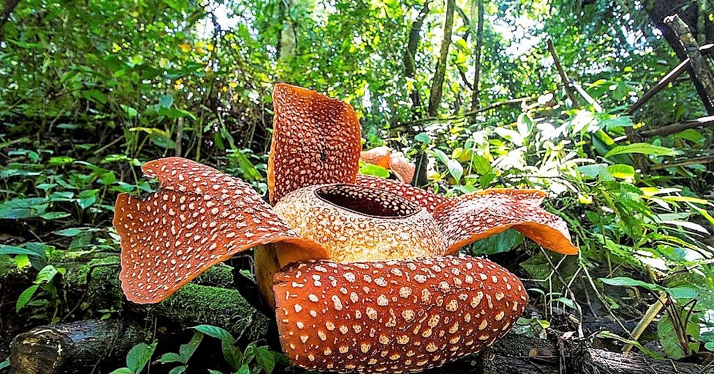 5five5 The world's largest plant (Rafflesia arnoldii)