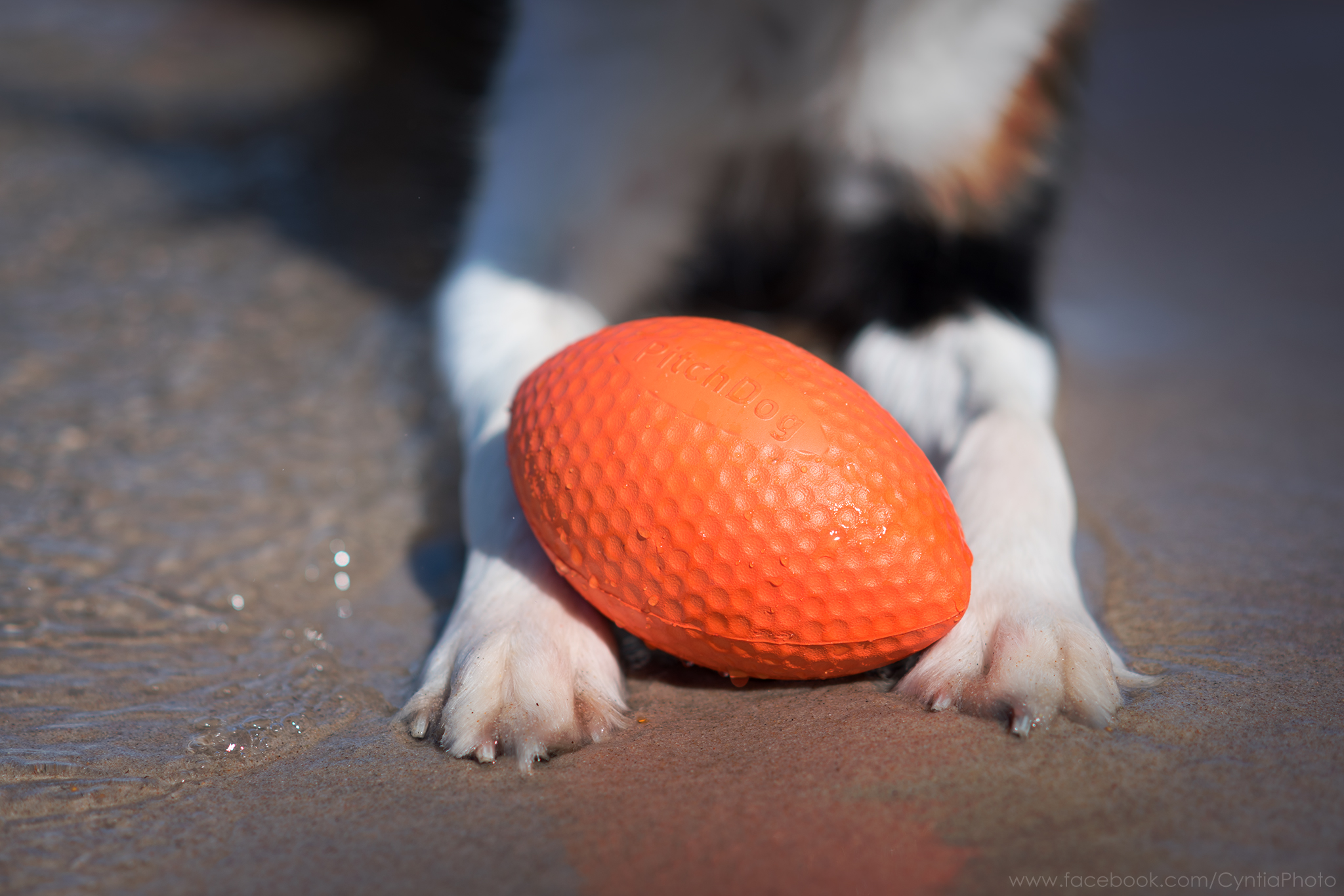 TOP FOR DOG PITCHDOG RUGBY SPORT BALL