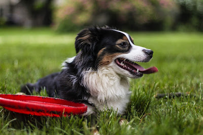 A brown and white dog is lying in grass with a red frisbee