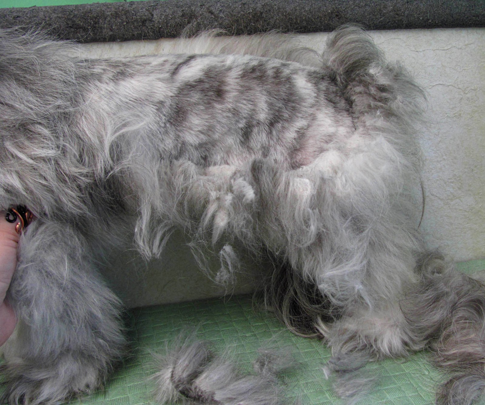 Pet Grooming The Good, The Bad, & The Furry Client Education