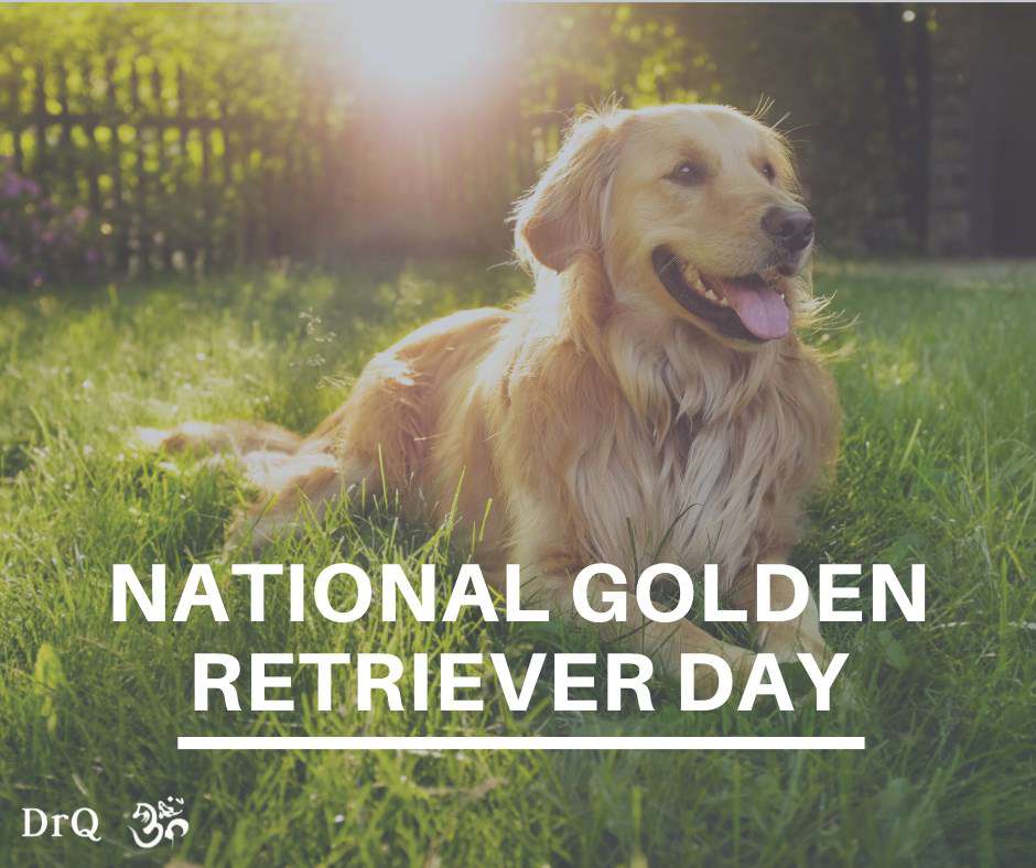 National Golden Retriever Day Wishes Images download National Golden Retriever Day Wishes Images download