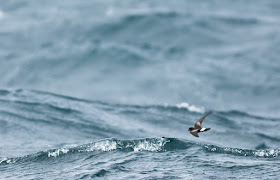 Wilson's Storm-petrel - Scilly Isles