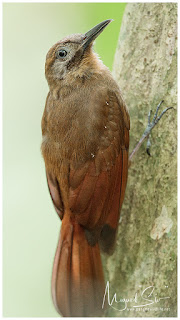 Plain-brown Woodcreeper (Dendrocincla fuliginosa)