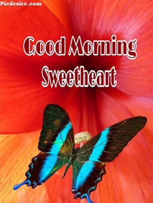 Good Morning Sweetheart, Best 20 Images of Good morning Sweetheart Good Morning Sweetheart, Best 20 Images of Good morning Sweetheart
