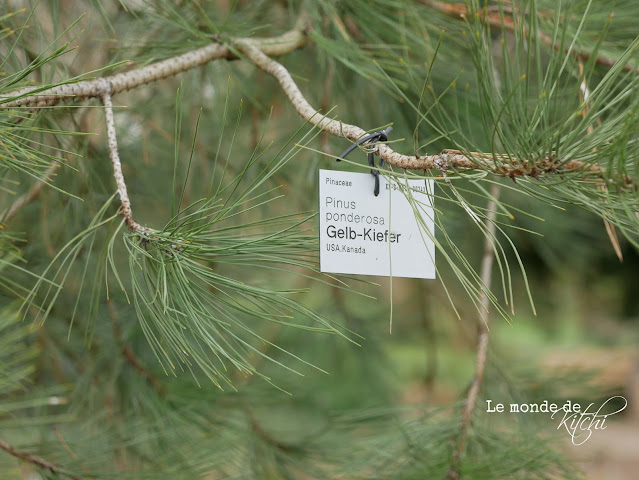 Le monde de Kitchi: Februar 2021