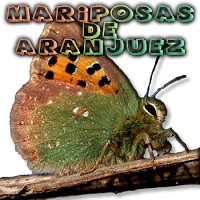 NUEVO BLOG DE MARIPOSAS